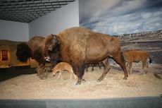 Bison-1.JPG